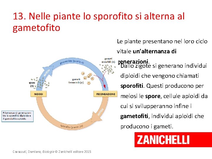 13. Nelle piante lo sporofito si alterna al gametofito Le piante presentano nel loro