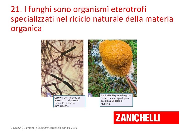 21. I funghi sono organismi eterotrofi specializzati nel riciclo naturale della materia organica Cavazzuti,