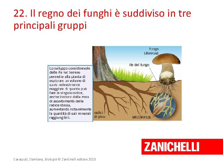 22. Il regno dei funghi è suddiviso in tre principali gruppi Cavazzuti, Damiano, Biologia