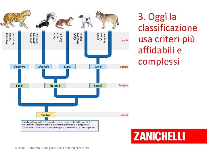 3. Oggi la classificazione usa criteri più affidabili e complessi Cavazzuti, Damiano, Biologia ©