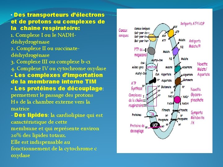  • Des transporteurs d’électrons et de protons ou complexes de la chaîne respiratoire: