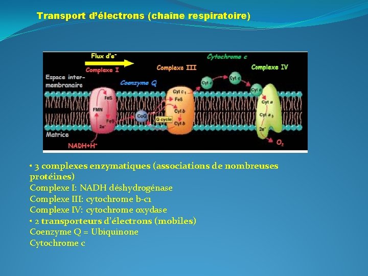 Transport d’électrons (chaîne respiratoire) • 3 complexes enzymatiques (associations de nombreuses protéines) Complexe I: