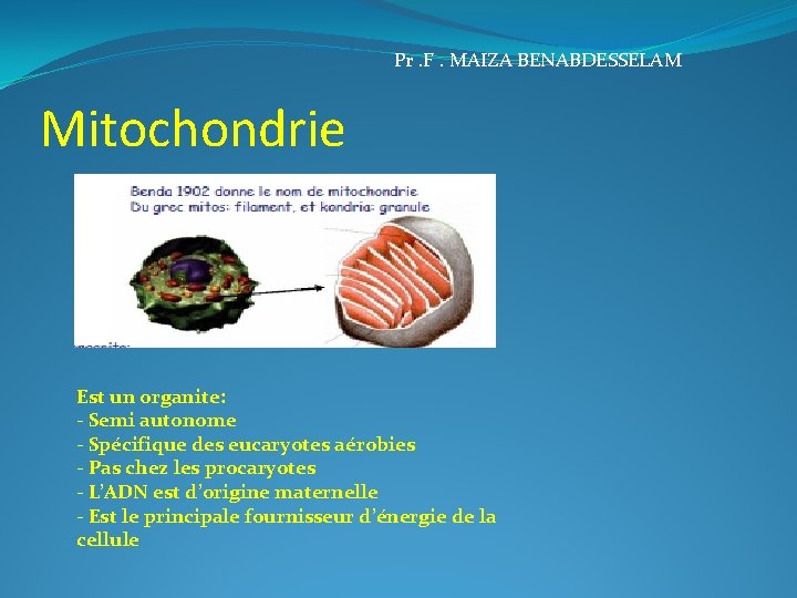 Pr. F. MAIZA BENABDESSELAM Mitochondrie Est un organite: - Semi autonome - Spécifique des