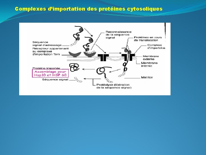 Complexes d’importation des protéines cytosoliques 