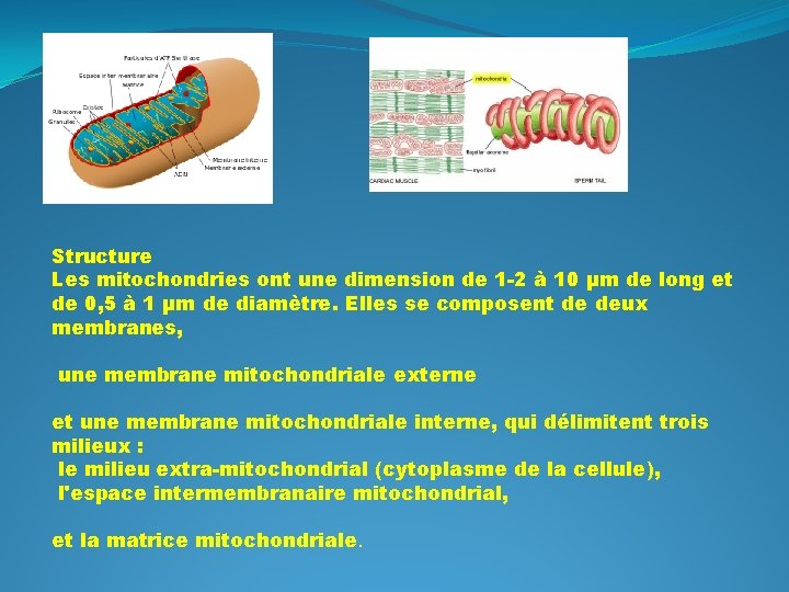 Structure Les mitochondries ont une dimension de 1 -2 à 10 μm de long