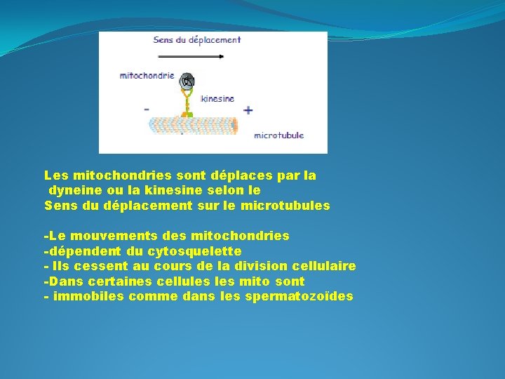 Les mitochondries sont déplaces par la dyneine ou la kinesine selon le Sens du