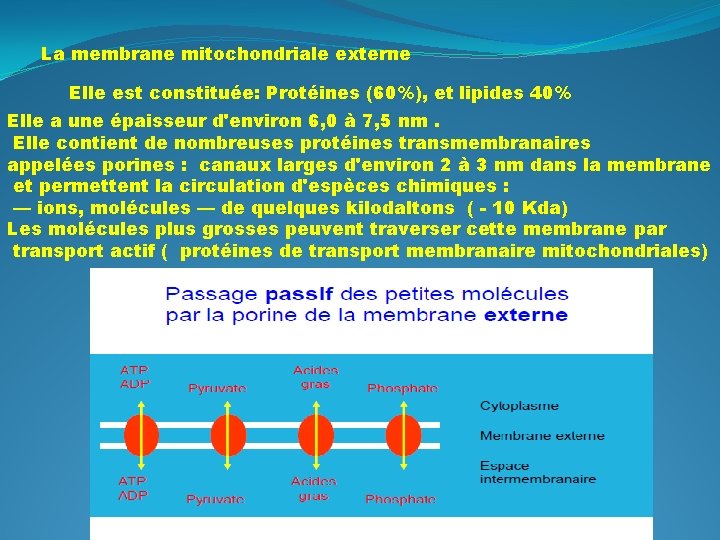 La membrane mitochondriale externe Elle est constituée: Protéines (60%), et lipides 40% Elle a