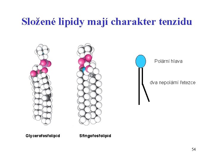 Složené lipidy mají charakter tenzidu Polární hlava dva nepolární řetezce Glycerofosfolipid Sfingofosfolipid 54 