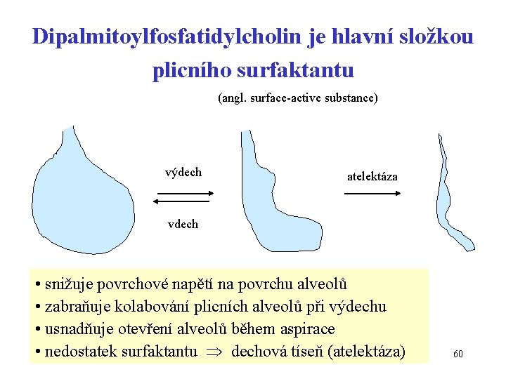 Dipalmitoylfosfatidylcholin je hlavní složkou plicního surfaktantu (angl. surface-active substance) výdech atelektáza vdech • snižuje