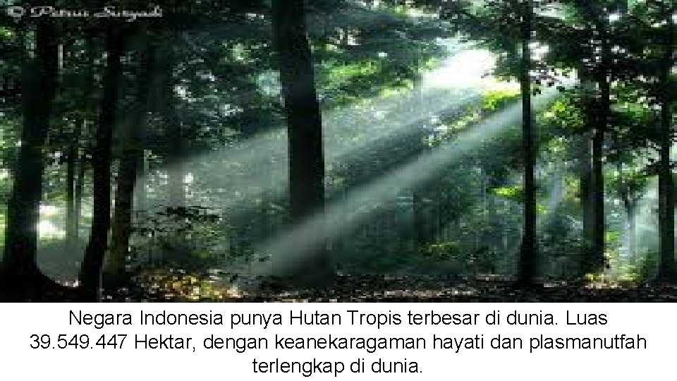 Negara Indonesia punya Hutan Tropis terbesar di dunia. Luas 39. 549. 447 Hektar, dengan