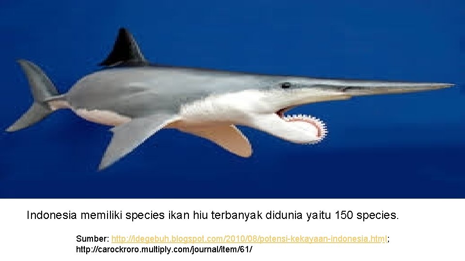 Indonesia memiliki species ikan hiu terbanyak didunia yaitu 150 species. Sumber: http: //idegebuh. blogspot.