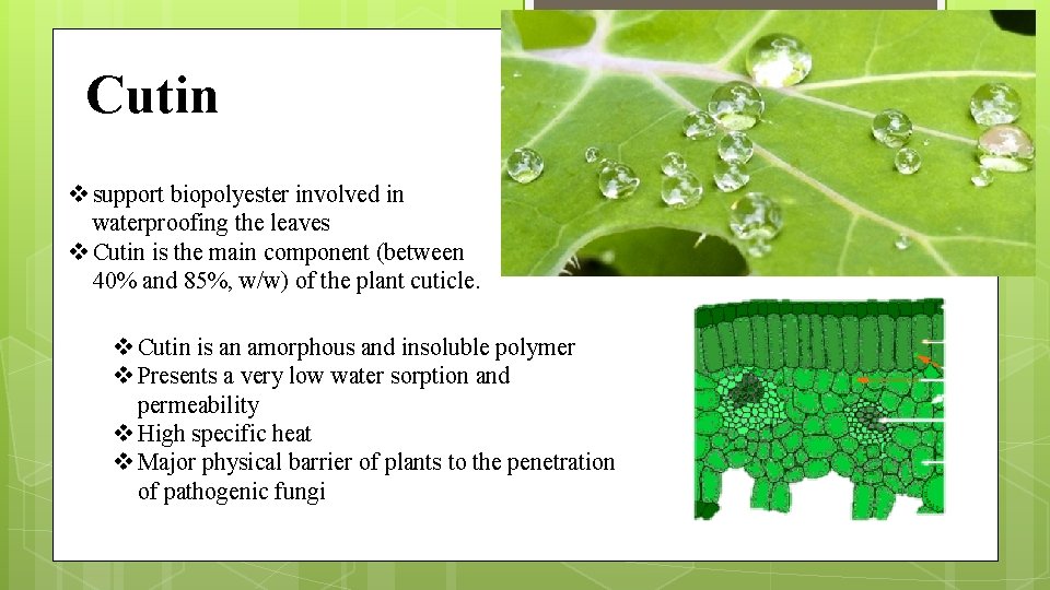 Cutin v support biopolyester involved in waterproofing the leaves v Cutin is the main