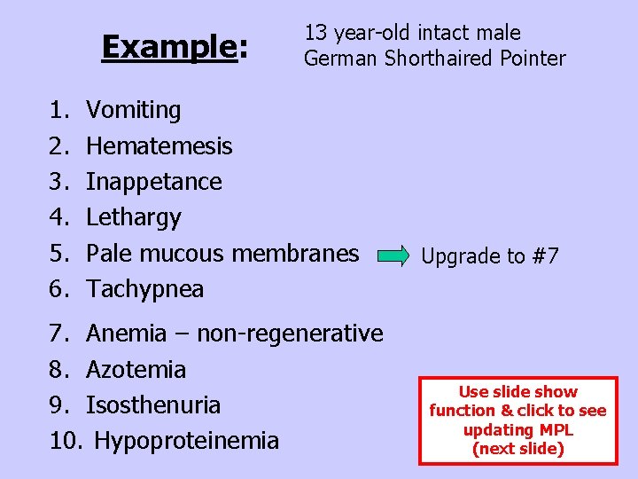 Example: 1. 2. 3. 4. 5. 6. 13 year-old intact male German Shorthaired Pointer