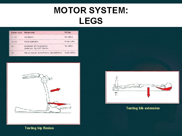 MOTOR SYSTEM: LEGS Testing hib extension Testing hip flexion 