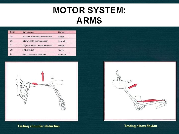 MOTOR SYSTEM: ARMS Testing shoulder abduction Testing elbow flexion 