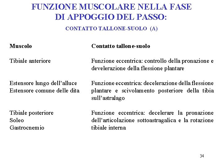 FUNZIONE MUSCOLARE NELLA FASE DI APPOGGIO DEL PASSO: CONTATTO TALLONE-SUOLO (A) Muscolo Contatto tallone-suolo