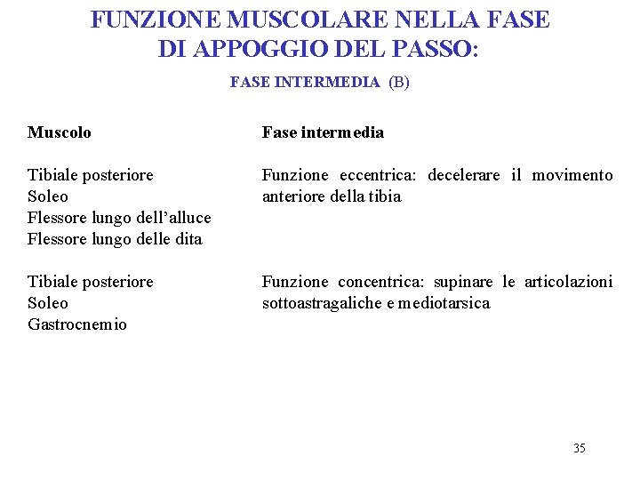 FUNZIONE MUSCOLARE NELLA FASE DI APPOGGIO DEL PASSO: FASE INTERMEDIA (B) Muscolo Fase intermedia