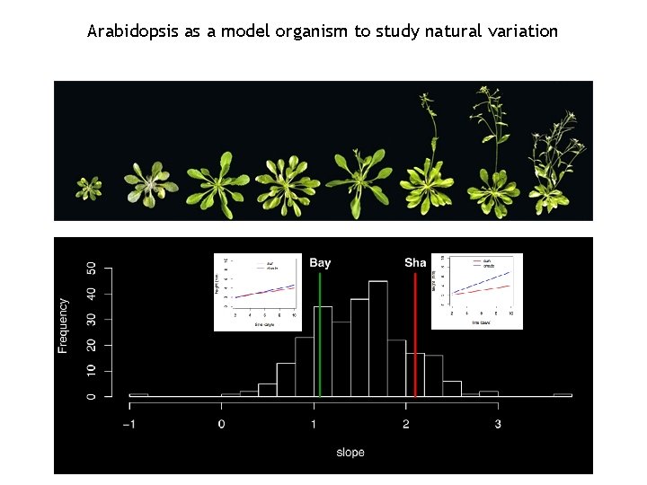 Arabidopsis as a model organism to study natural variation 