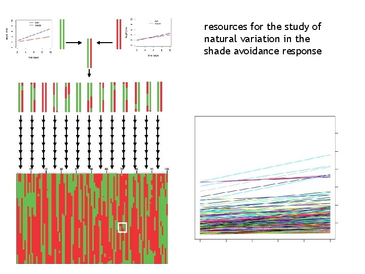 resources for the study of natural variation in the shade avoidance response 