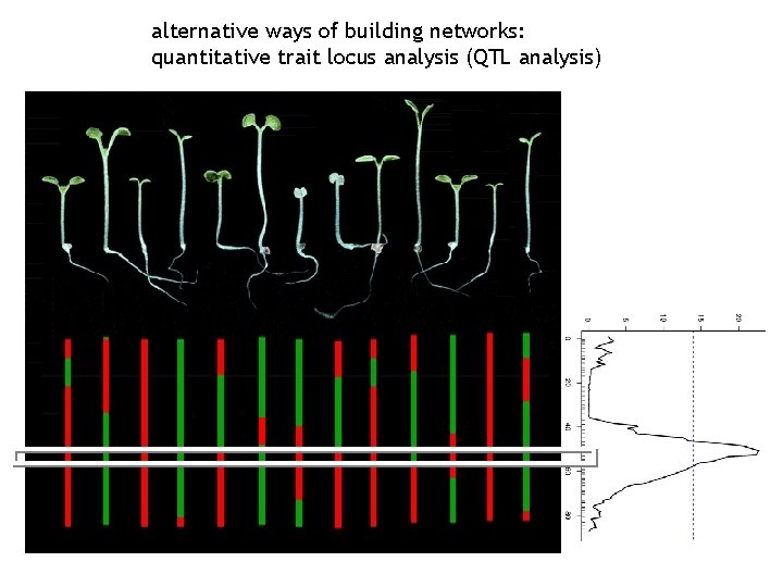 alternative ways of building networks: quantitative trait locus analysis (QTL analysis) 