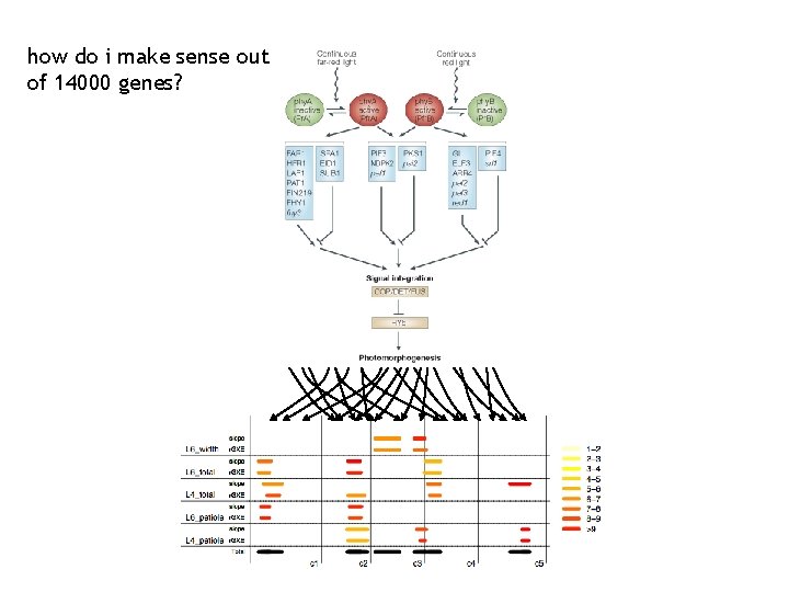 how do i make sense out of 14000 genes? 