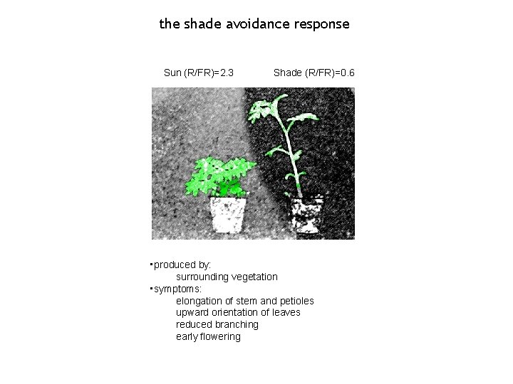 the shade avoidance response Sun (R/FR)=2. 3 Shade (R/FR)=0. 6 • produced by: surrounding