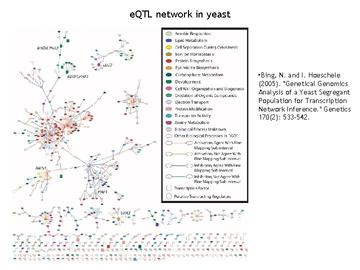 e. QTL network in yeast • Bing, N. and I. Hoeschele (2005). "Genetical Genomics