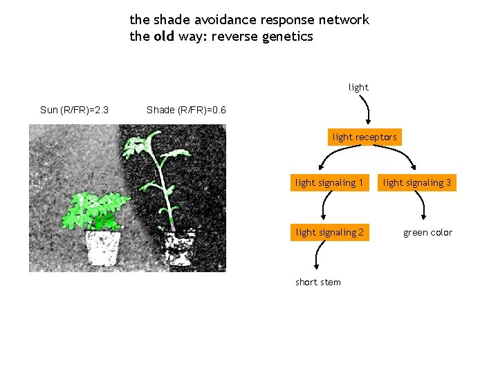 the shade avoidance response network the old way: reverse genetics light Sun (R/FR)=2. 3