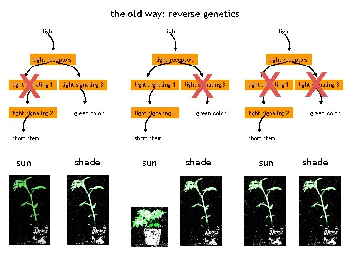 the old way: reverse genetics light x light receptors light x x x light