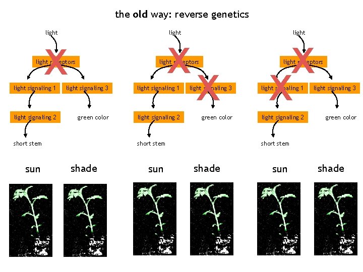 the old way: reverse genetics x light receptors x x light receptors light signaling