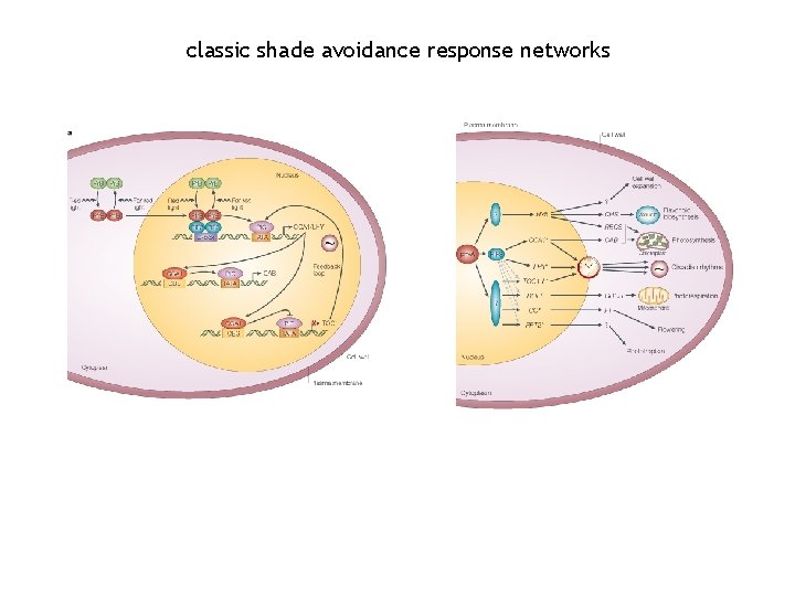 classic shade avoidance response networks 