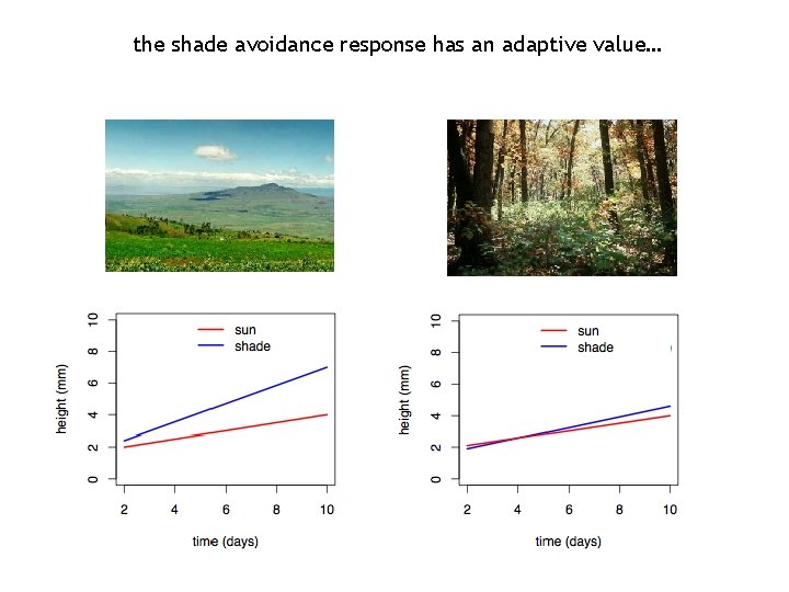 the shade avoidance response has an adaptive value… 