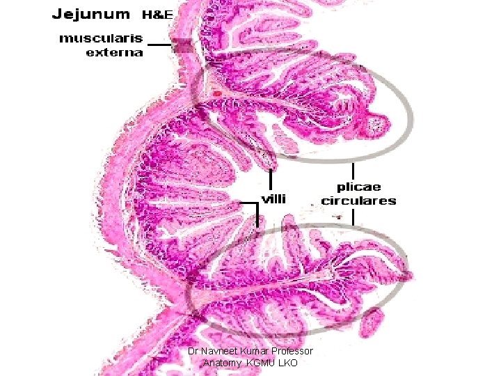 Dr Navneet Kumar Professor Anatomy. KGMU LKO 