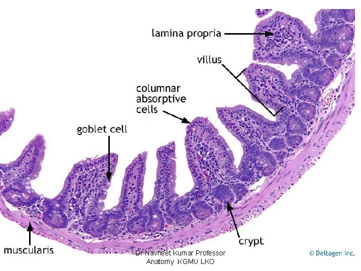 Dr Navneet Kumar Professor Anatomy. KGMU LKO 