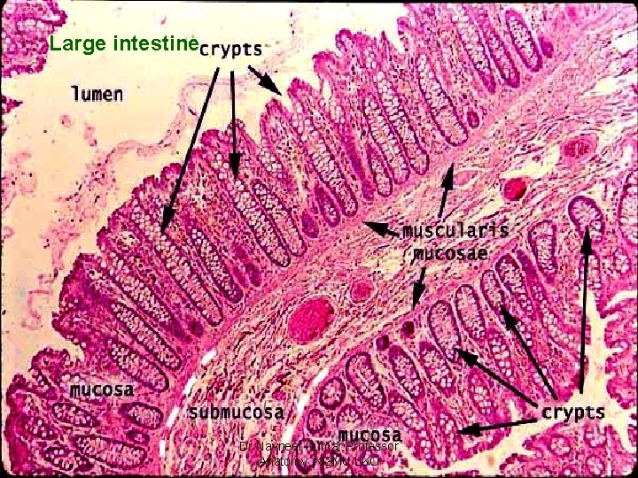 Large intestine Dr Navneet Kumar Professor Anatomy. KGMU LKO 