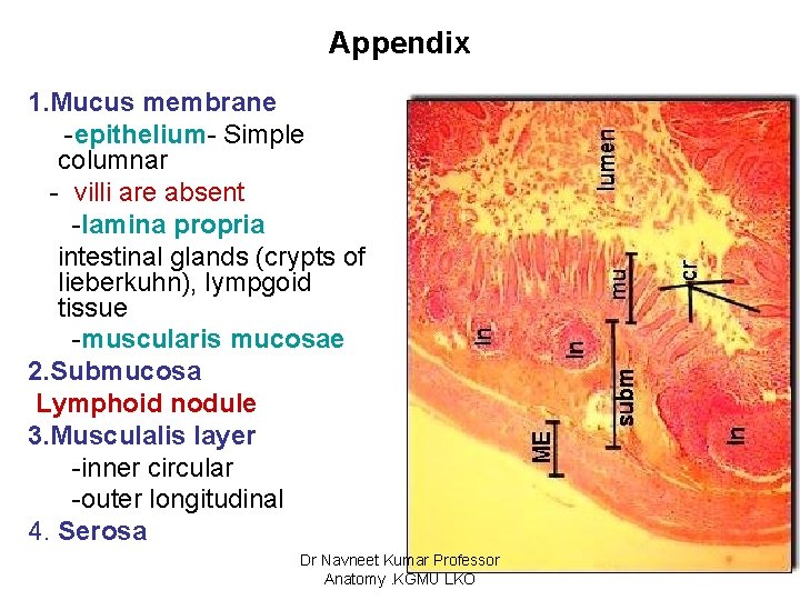 Appendix 1. Mucus membrane -epithelium- Simple columnar - villi are absent -lamina propria intestinal