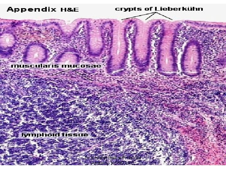 Dr Navneet Kumar Professor Anatomy. KGMU LKO 