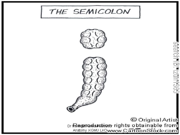 Dr Navneet Kumar Professor Anatomy. KGMU LKO 