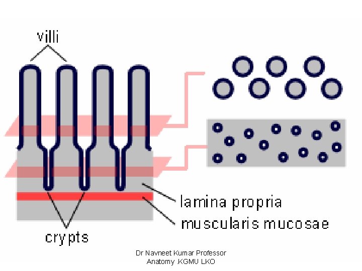 Dr Navneet Kumar Professor Anatomy. KGMU LKO 