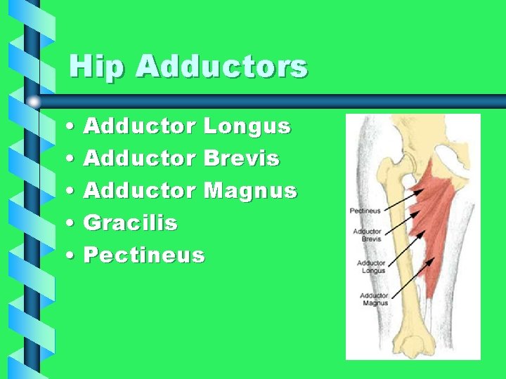 Hip Adductors • Adductor Longus • Adductor Brevis • Adductor Magnus • Gracilis •