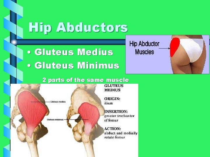 Hip Abductors • Gluteus Medius • Gluteus Minimus 2 parts of the same muscle