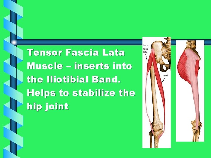  Tensor Fascia Lata Muscle – inserts into the Iliotibial Band. Helps to stabilize