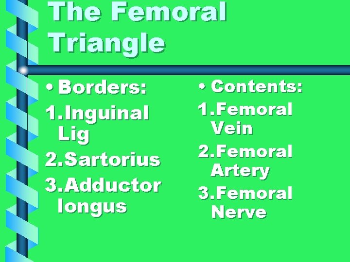 The Femoral Triangle • Borders: 1. Inguinal Lig 2. Sartorius 3. Adductor longus •