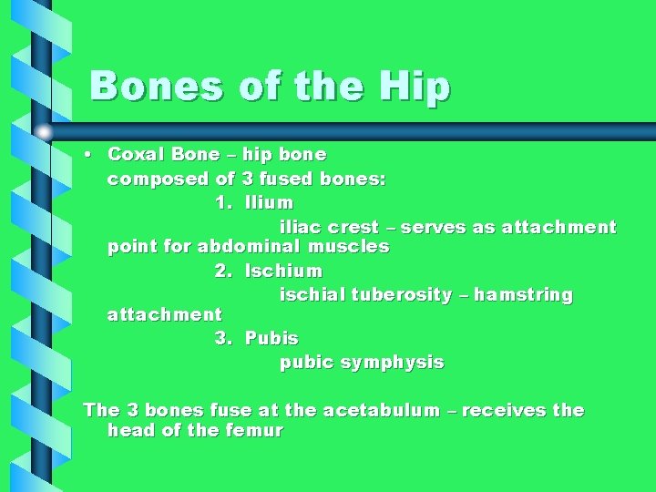 Bones of the Hip • Coxal Bone – hip bone composed of 3 fused