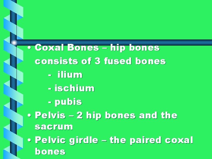  • Coxal Bones – hip bones consists of 3 fused bones - ilium