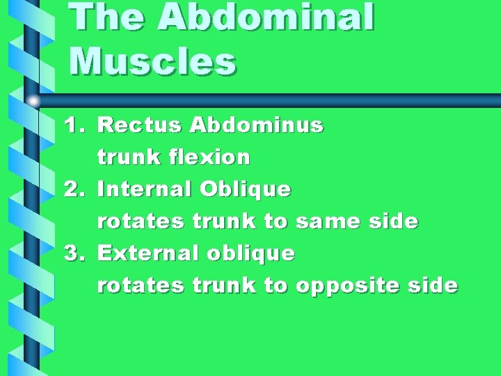 The Abdominal Muscles 1. Rectus Abdominus trunk flexion 2. Internal Oblique rotates trunk to