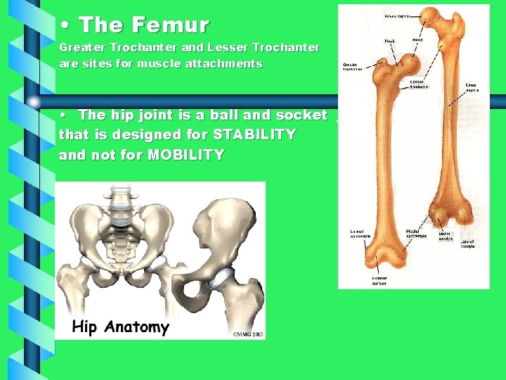  • The Femur Greater Trochanter and Lesser Trochanter are sites for muscle attachments