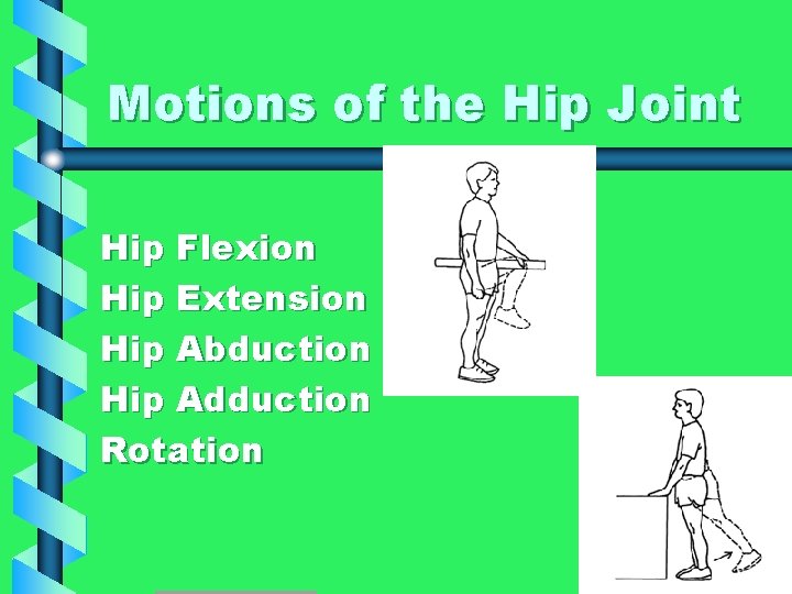  Motions of the Hip Joint Hip Flexion Hip Extension Hip Abduction Hip Adduction