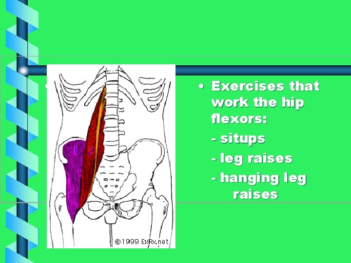  • • Exercises that work the hip flexors: - situps - leg raises