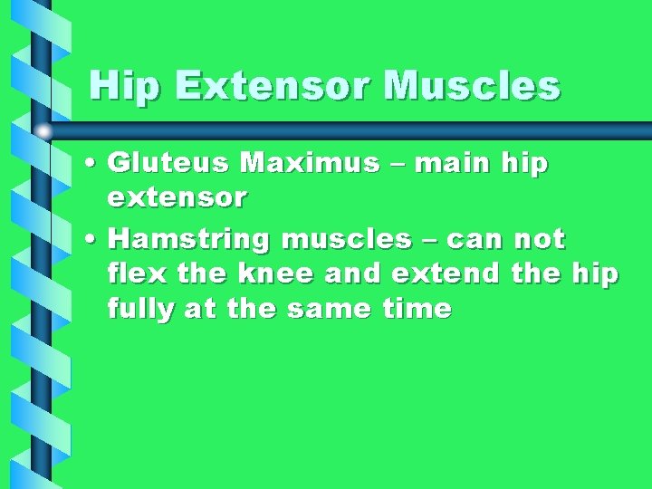 Hip Extensor Muscles • Gluteus Maximus – main hip extensor • Hamstring muscles –